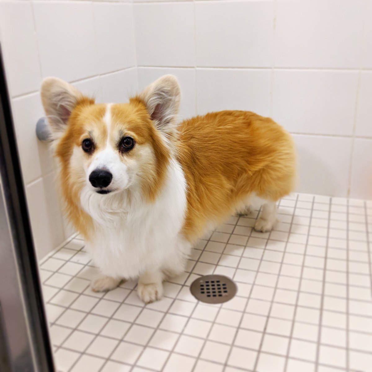kimchithecorgi's tweet photo. 🚿 Ruba dub dub 🦆#routineshowercheck #allisclear  #youmayproceed https://t.co/T36aRlXlk5