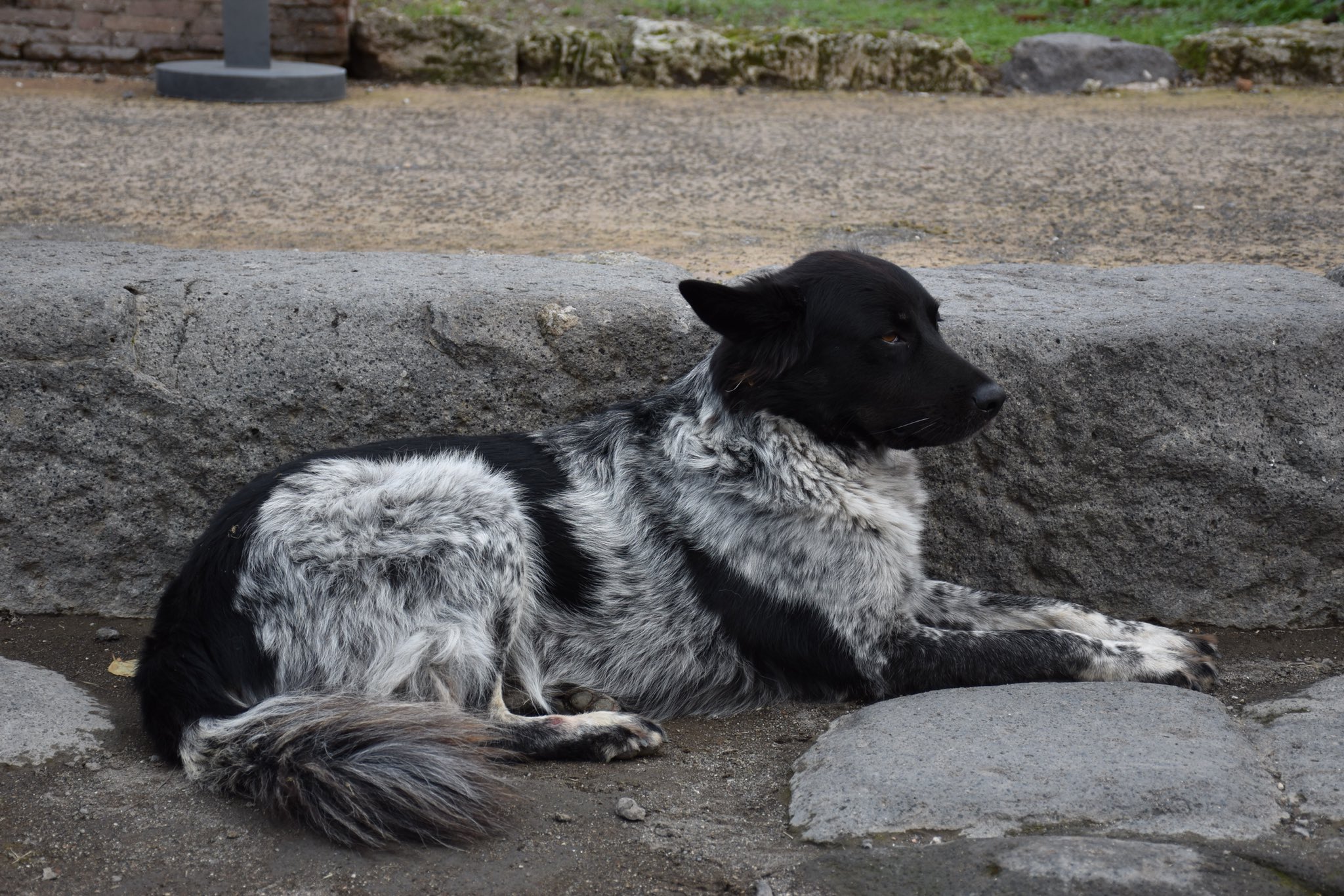 9lives 犬の床絵から抜け出たようなイッヌ ポンペイ遺跡がお住まいらしく ピッコロ君というお名前で小さい頃からポンペイ遺跡の職員さん観光客の方達に可愛がられているようです 9lives 犬の床絵から抜け出たようなイッヌ ポンペイ遺跡がお住まいらしく ピッコロ君というお名前で小さい頃からポンペイ遺跡の職員さん観光客の方達に可愛がられているようです