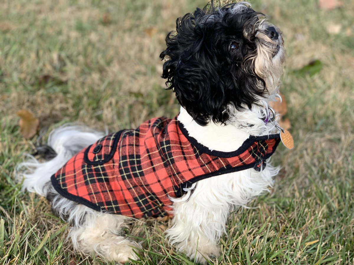 Vicinthe_mix's tweet photo. Loving his little flannel π¦΄π₯° and he is such the little model π€© #dogmom #dogmodle #colonialnation #netde https://t.co/jO9GJEshAw