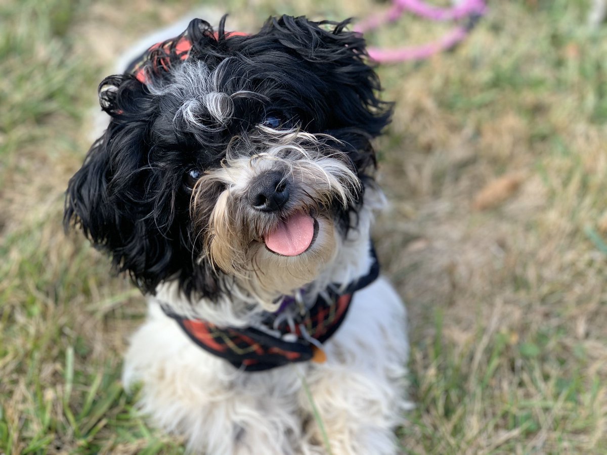 Vicinthe_mix's tweet photo. Loving his little flannel π¦΄π₯° and he is such the little model π€© #dogmom #dogmodle #colonialnation #netde https://t.co/jO9GJEshAw