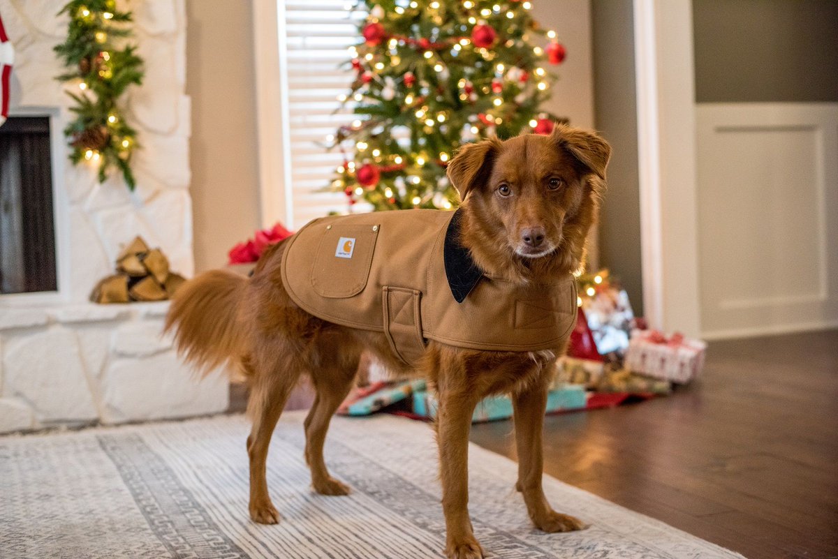 carhartt dog coat orange