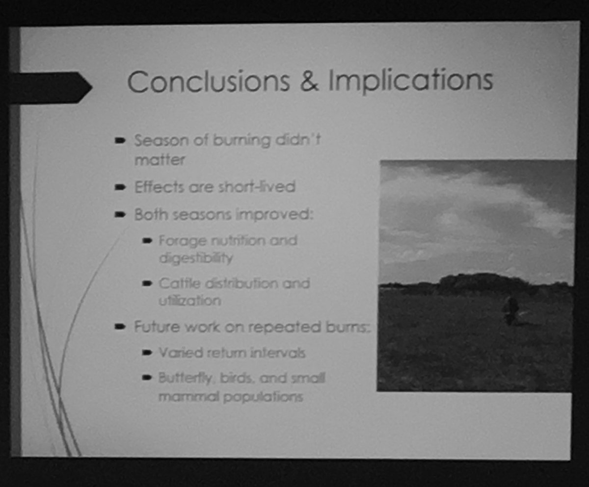 GPFireScience's tweet photo. another grass that benefits from #rxfire is #Texas coastal gulf cordgrass. Fire helps improve forage quality for #livestock and habitat for #wildlife.
Rebecca compared #cordgrass palatability to eating skin of 🍍 for people. Win for #precribedfire #afefirecon19 #FireCon2019 https://t.co/BNilNCYFQy