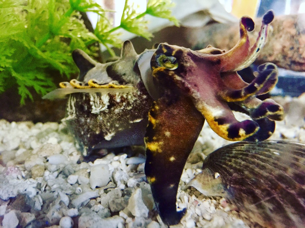 The flamboyant cuttlefish, even with its brilliant array of colors, is able to hide in plain sight. How? 🤔 There are two main components: soft tissue known as papillae that allows for the appearance of texture on its skin &amp; pigment containing cells known as chromatophores.