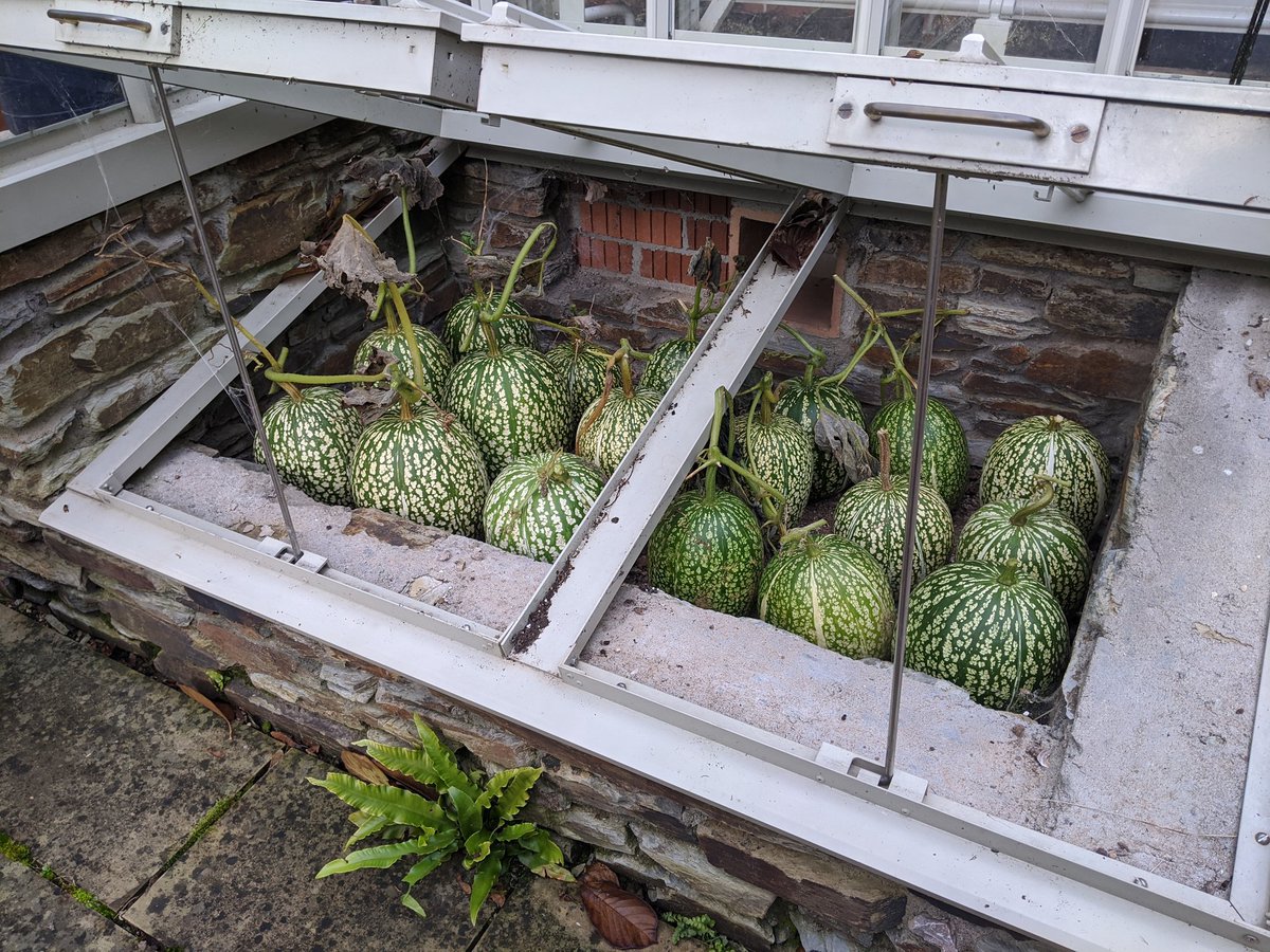 GardeningSaul's tweet image. @EmCarboni and I harvested our Sharks-Fin Melon or Fig-leaved Gourds (Cucurbita ficifolia) at #Stonelands today - and now they're all tucked up in one of our #Coldframes. Really impressed with this ornamental squash - covered are arches beautifully and the fruit looks wonderful!