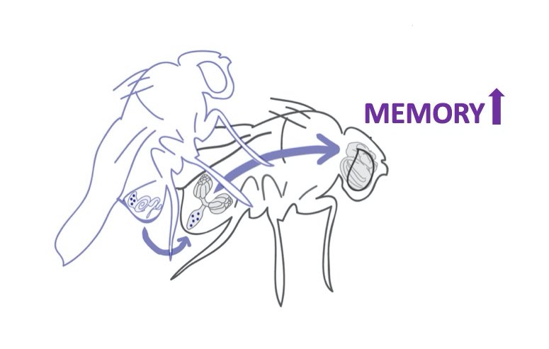 Our latest story: mating increases #memory in #Drosophila!
advances.sciencemag.org/content/5/11/e…