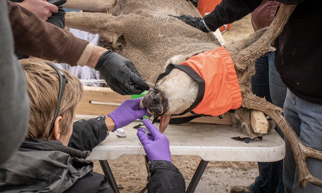 Davis Clipper tweet media