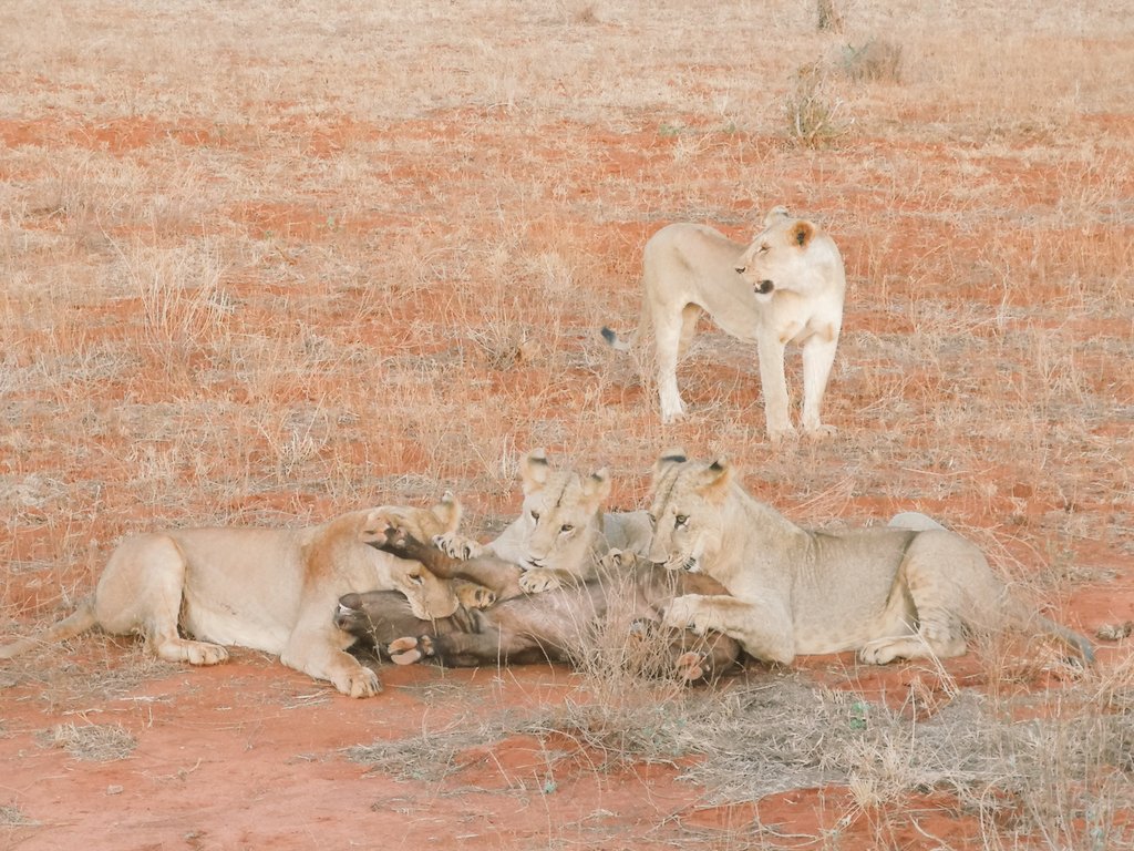 JefwaLudvig's tweet photo. The Queens of Savannah
#Africa #travel #nature #animals #kenya #wildlifephotography #wild #adventure #lion #lionshunting #leoness #Savannah #tsavoeast #safari #safarikenya #bufalo #buffalo #tsavo https://t.co/sYhaZfEdac