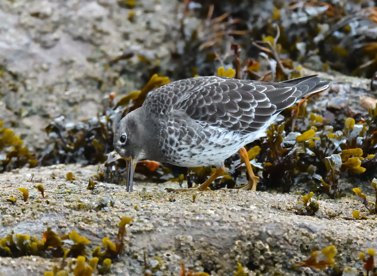 I could have sat and watched these smart little birds for hours - if it hadn't been so freezing cold today #PurpleSandpiper #BrixhamBreakwater #Devon