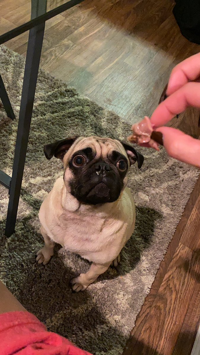 bjameson50's tweet photo. #singleat30.... sitting down after a 30 minute bath at your dinner table, alone, eating steak and feeding your pupper a piece every other bite. :) oh, and yes.... there is wine https://t.co/igmHZ2SzZr