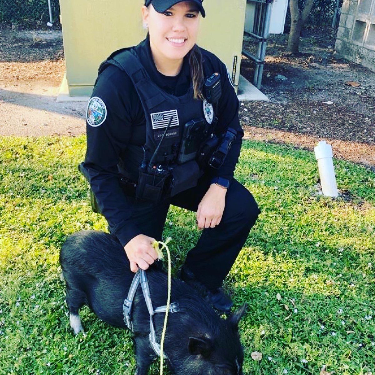 TonyBJr's tweet photo. Warning! Insanely cute pictures ahead @BocaPolice responded to a pig on the loose yesterday.  After a thorough investigation it was revealed that Stuzie had snuck out of her house to HOG all the gorgeous weather. 
She’s back home. Add your own pun below-best one makes it on TV! https://t.co/yP0kuGRZEx