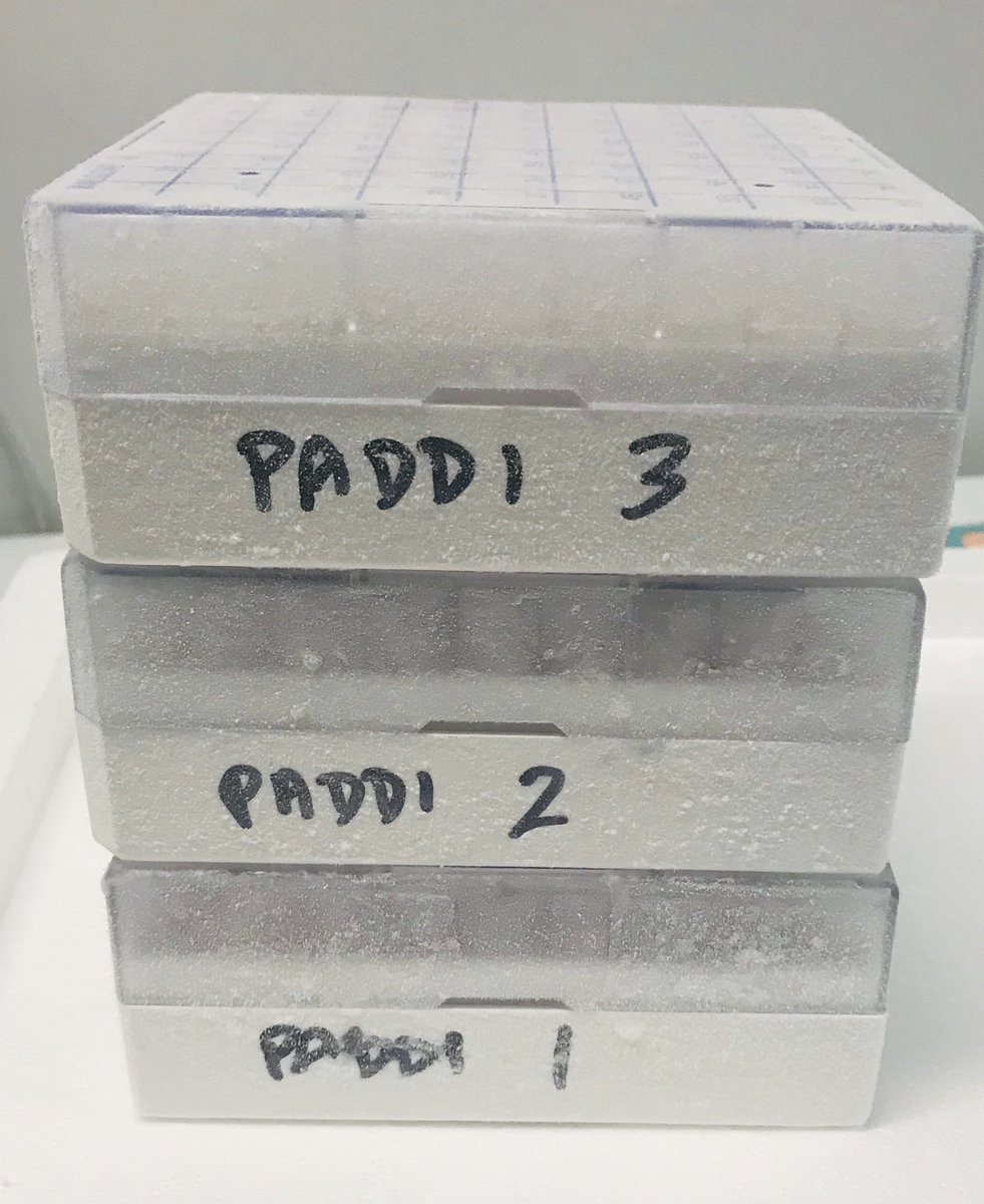 PADDI_Trial's tweet photo. So much happening here at the PADDI Trial Project Office - PADDI genomics samples beginning to arrive to our central laboratory! Shoutout to the amazing collaborators and supporters for their great work. #anaesthesia #research #genomics #substudy #Royal_Hobart https://t.co/fMlnGk1hjw