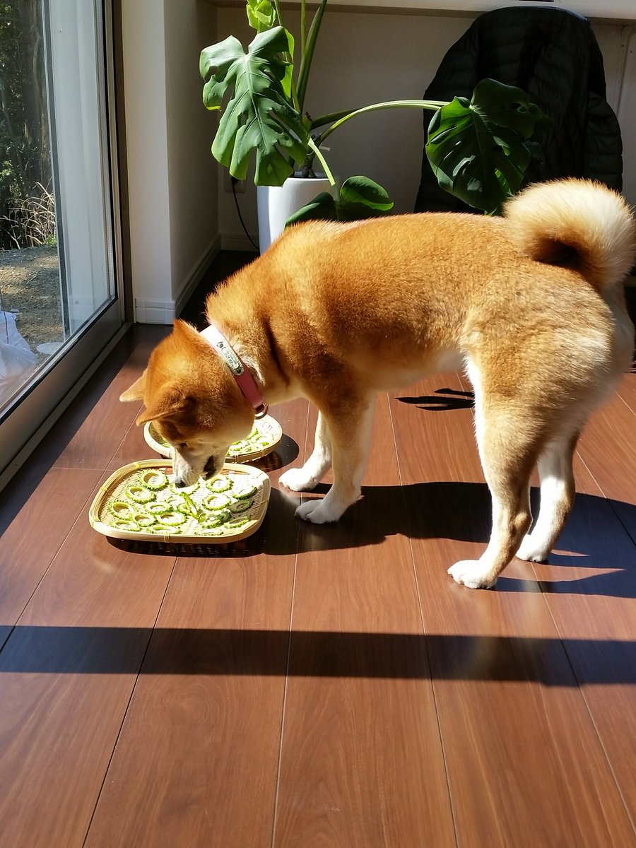 セリフがなくても ゴーヤを盗み食いする柴犬さん の感情が全て伝わってくる4コマ写真がおもしろかわいい Togetter セリフがなくても ゴーヤを盗み食いする柴犬さん の感情が全て伝わってくる4コマ写真がおもしろかわいい Togetter