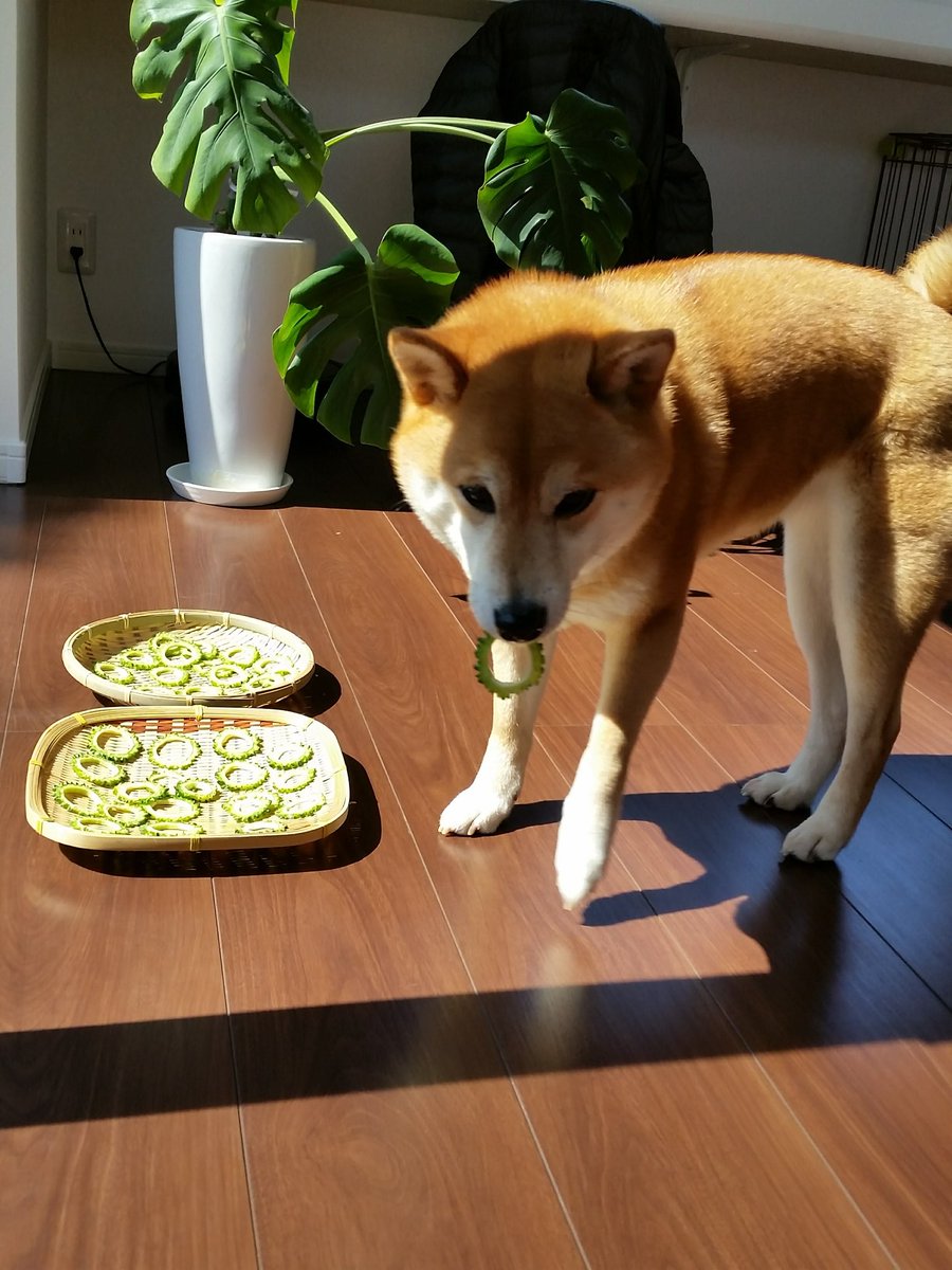 セリフがなくても ゴーヤを盗み食いする柴犬さん の感情が全て伝わってくる４コマ写真がおもしろかわいい Togetter