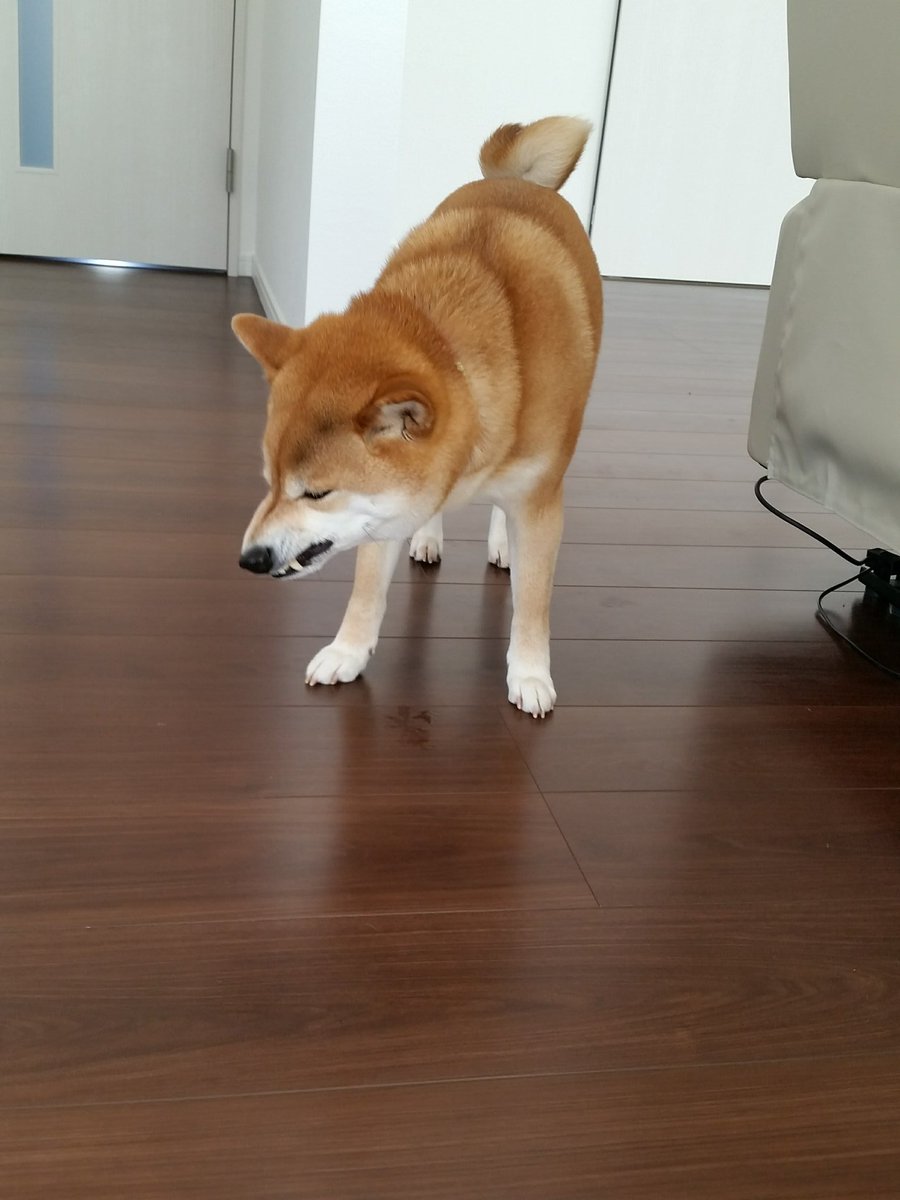 セリフがなくても ゴーヤを盗み食いする柴犬さん の感情が全て伝わってくる４コマ写真がおもしろかわいい Togetter