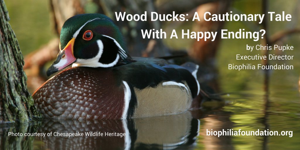 BiophiliaFd's tweet photo. [BLOG POST] Wood Ducks are an excellent example of what humans can do to wildlife -- both the bad and the good. https://t.co/0lWxMnrU3i https://t.co/hkYs4Azie7