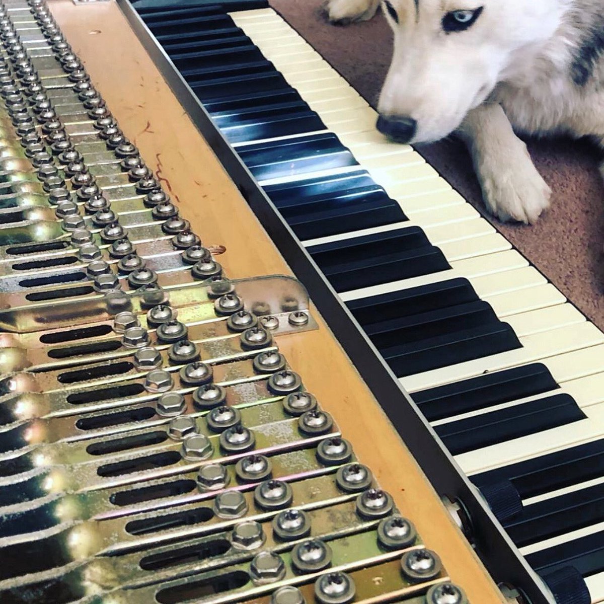 RhodesStory's tweet photo. Workinโ like a Rhodes Dog ๐น๐
#working #RhodesDog #Rhodes #Dog #RhodesPiano #TuneUp #RhodesTech #PianoKeys #Tines #RhodesPlayer #RhodesLife #HumpDaaaaaayyyy #HumpDay https://t.co/IjdgPwuJ6j