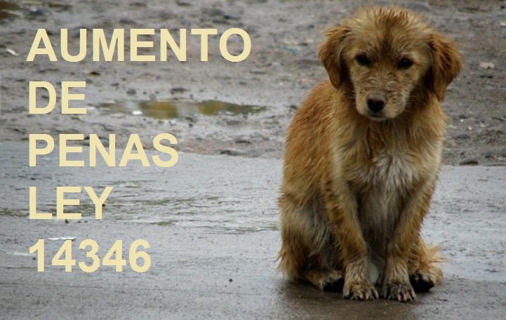 Ahora! Es el momento! RT
<a href="/elcampito/">El Campito Refugio</a> <a href="/elcampito/">El Campito Refugio</a> <a href="/proyectogalgoar/">Proyecto Galgo Arg 🐬Ⓥ</a> <a href="/Proyecto4Patas/">Proyecto 4 Patas</a>