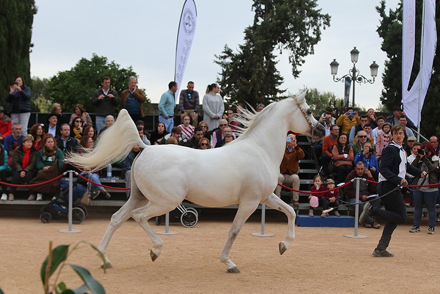 El XL Campeonato Nacional de Caballos Árabes concluye “con cifras récord” en su primera edición en Córdoba
informacionecuestre.com/el-xl-campeona…