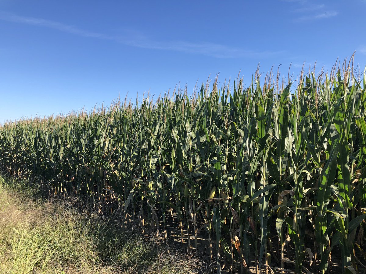 Marchennen's tweet photo. Looking at E118 #EnogenFeed in Florida with @FKPPRICE Plant in August....cut silage in November. #NKSeeds #Technologygeneticsvalue #HappycowseatEnogen https://t.co/icQL0YJofj