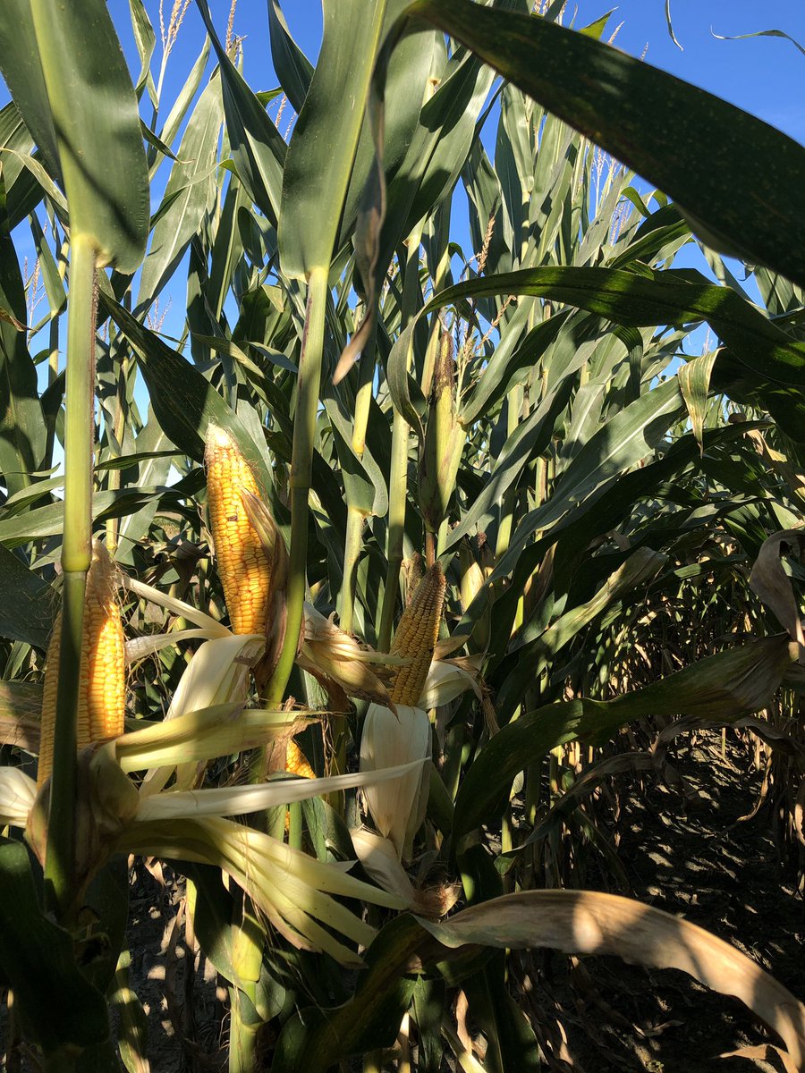 Marchennen's tweet photo. Looking at E118 #EnogenFeed in Florida with @FKPPRICE Plant in August....cut silage in November. #NKSeeds #Technologygeneticsvalue #HappycowseatEnogen https://t.co/icQL0YJofj