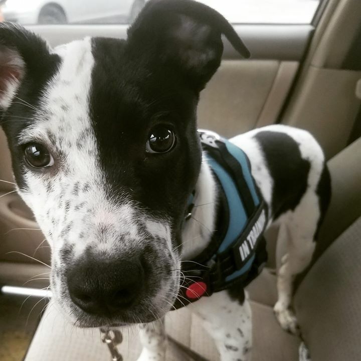 🎉Guess who nailed their first BIG BOY outing today!!🏅
.
.
.
.
.
.
.
.
#ServiceDogTraining #ServicePuppy #pups4survivors #domesticabuse #domesticviolence #lifeaftertrauma #lifeafterabuse #posttraumaticgrowth #ptsd #indianapolis #indy #naptown #RescueD… ift.tt/2dVgfdE