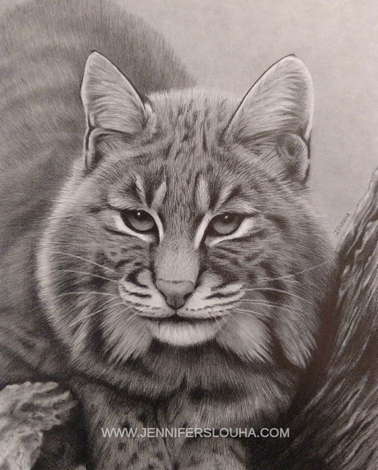 JenniferSlouha's tweet photo. I completed this graphite drawing of a Bobcat in July.  It is part of my Missouri Wildlife art series and is available for purchase. #graphite #drawing #catsofinstagram #ArtistOnTwitter #artwork #bobcat #cat #catart #Missouri #wildlifeart #wildlifeartist #animalart #artforsale https://t.co/wbNuqP4IQC