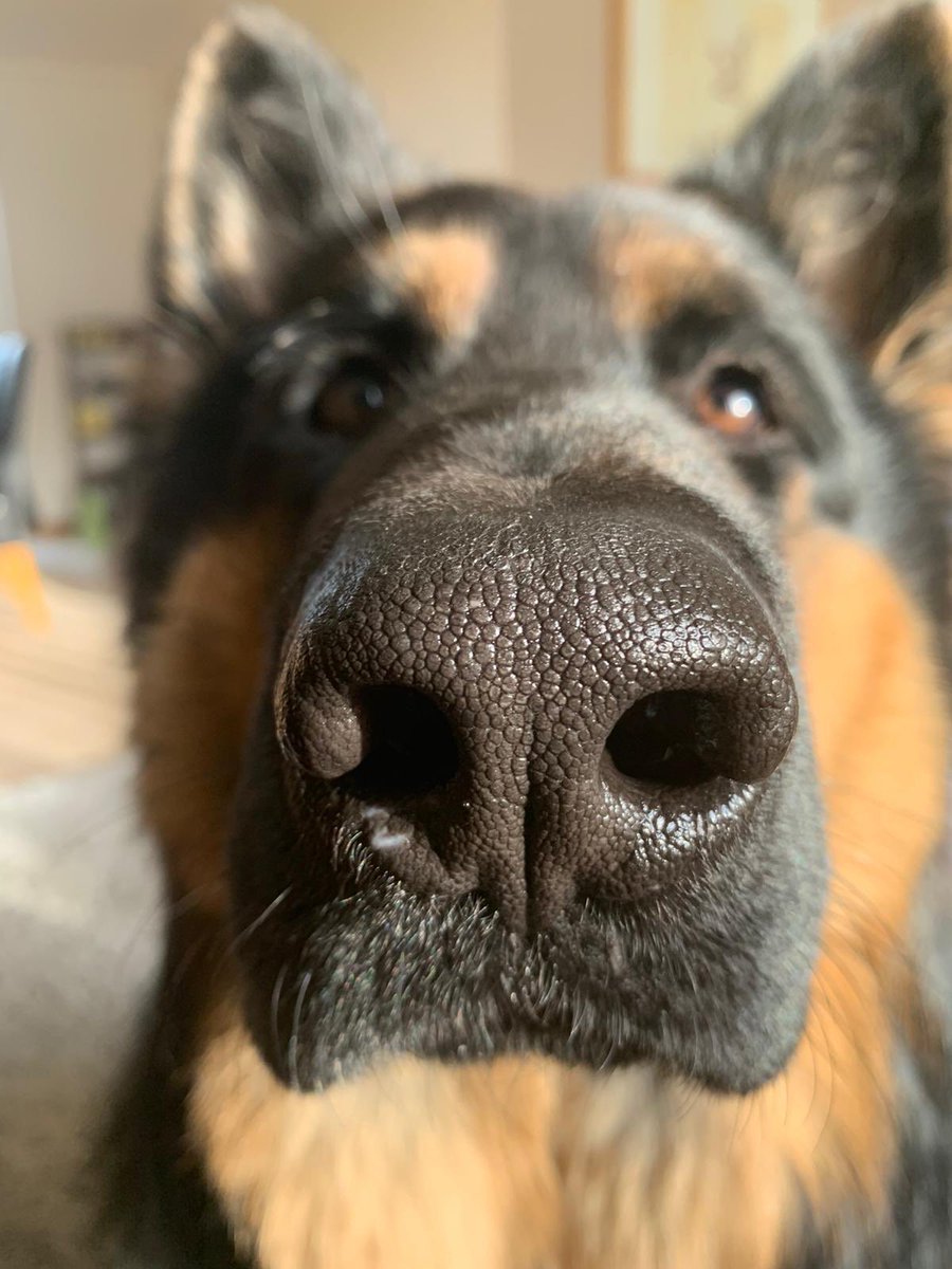 Dog With Big Nose Meme Krissys Quilting