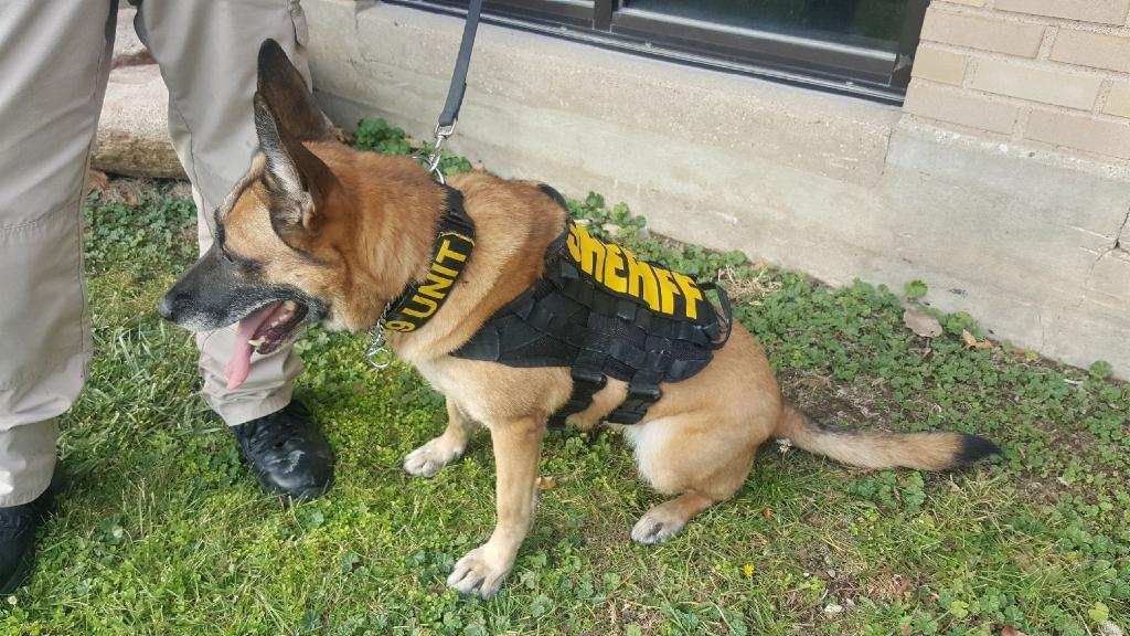 LinnCountySheriff (@linniasheriff) on Twitter photo LCSO K9s Gucci and Bingo, along with Benton Co. K9 Bullet, were at <a href="/CPUSchools/">CPU Schools</a> & <a href="/OrioleUpdate/">Springville CSD</a> today for K9 sniffs. This was a routine check and part of the K9s training. LCSO K9s Gucci and Bingo, along with Benton Co. K9 Bullet, were at <a href="/CPUSchools/">CPU Schools</a> & <a href="/OrioleUpdate/">Springville CSD</a> today for K9 sniffs. This was a routine check and part of the K9s training.