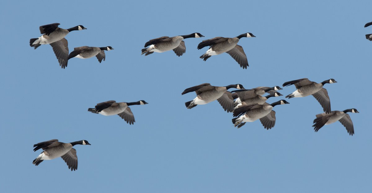 DeltaWaterfowl's tweet photo. Arctic air is fueling major movements of ducks and geese across much of the United States. Find out where birds are on the move in your flyway. 

Mid-November Migration Update: https://t.co/dpkkL9pyr5 https://t.co/O1qXymFwXq