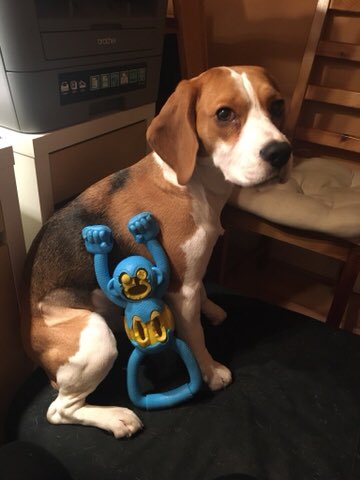 Me and me monkey... hours an’ hours of fun 🙈🙉🙊🐶 #ToyDestroyer #DevilInDisguise #Beagle