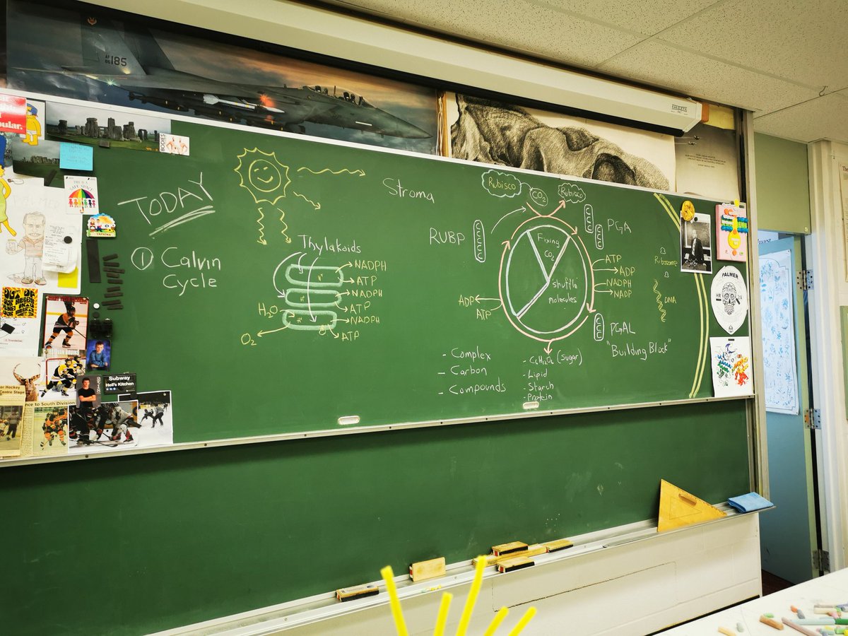 MrP_Bio's tweet image. #chalkrules #bio30 Melvin's Nobel prize work