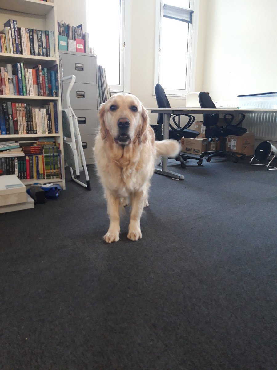 TonjeHefte's tweet photo. Don't forget the time we wouldn't give King Leo the squeaky Santa toy, @bwrightsdept ! https://t.co/b1VByRDrWi