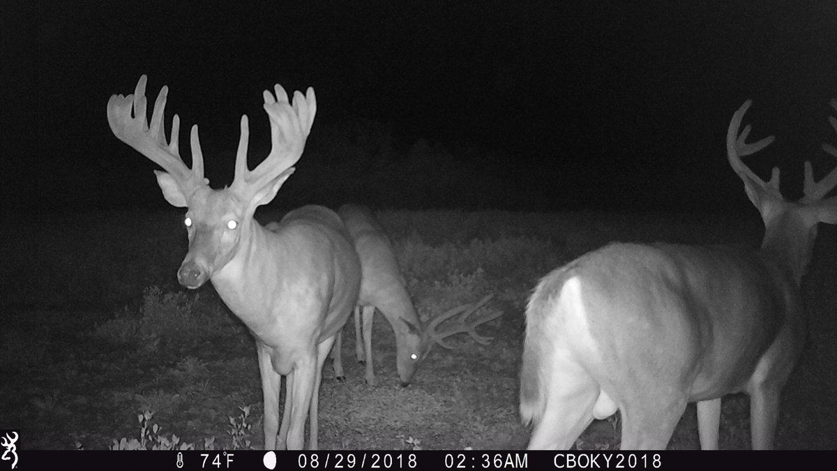 This buck looks a little more like a Moose than a Whitetail, wouldn't you agree? Our friends at <a href="/CBOTV/">CountryBoysOutdoors</a> captured this great nighttime image on their #browningcameras 

#WhitetailWednesday #youvegottoseethis #velvetbuck #whitetaildeer #deerhunting #trailcampics
