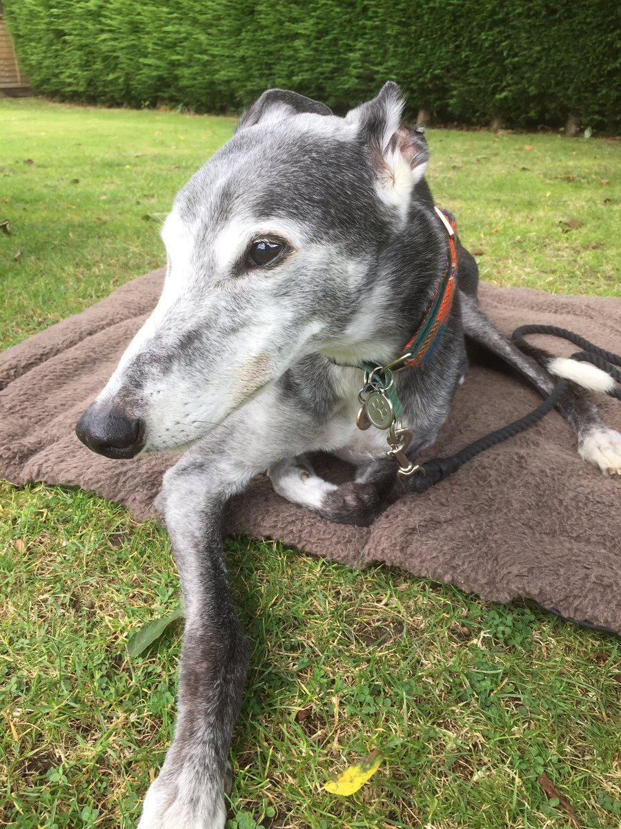 #givegreyhoundsachance and change the world for a rescue greyhound. Our gorgeous Paddy came to live with us 9 years ago and stole our hearts ❤️ #AdoptDontShop