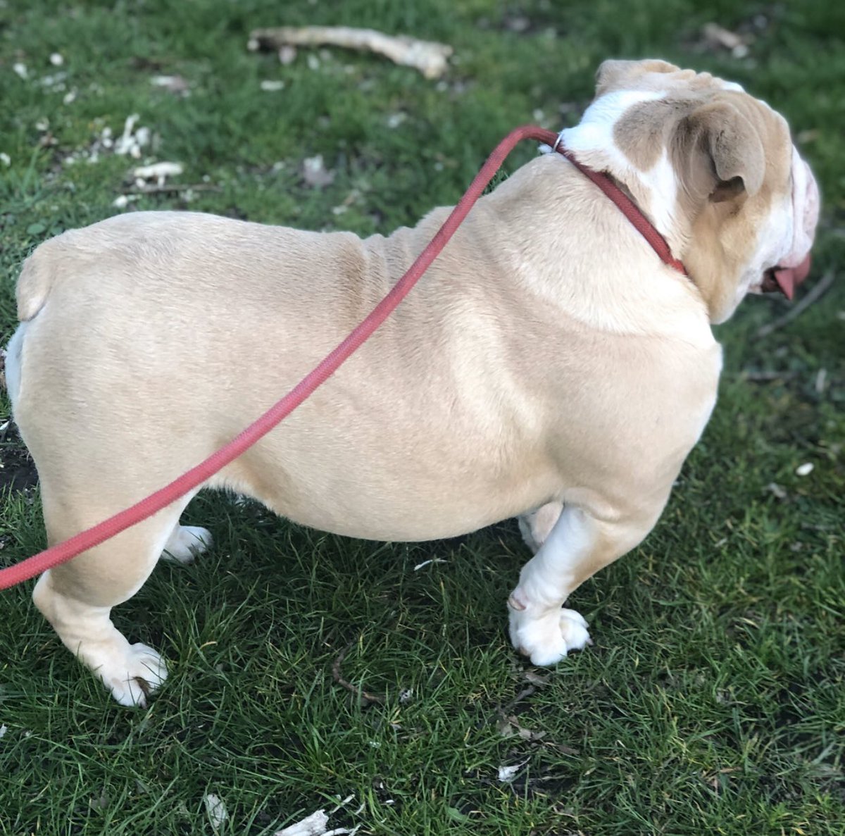 HocksBulls's tweet photo. Due to time and commitments and being busy with my other dogs I’m wanting make room and seeing if any would like to co/own lulu PM 🔥👍🏻 https://t.co/4gvj1O4VXb