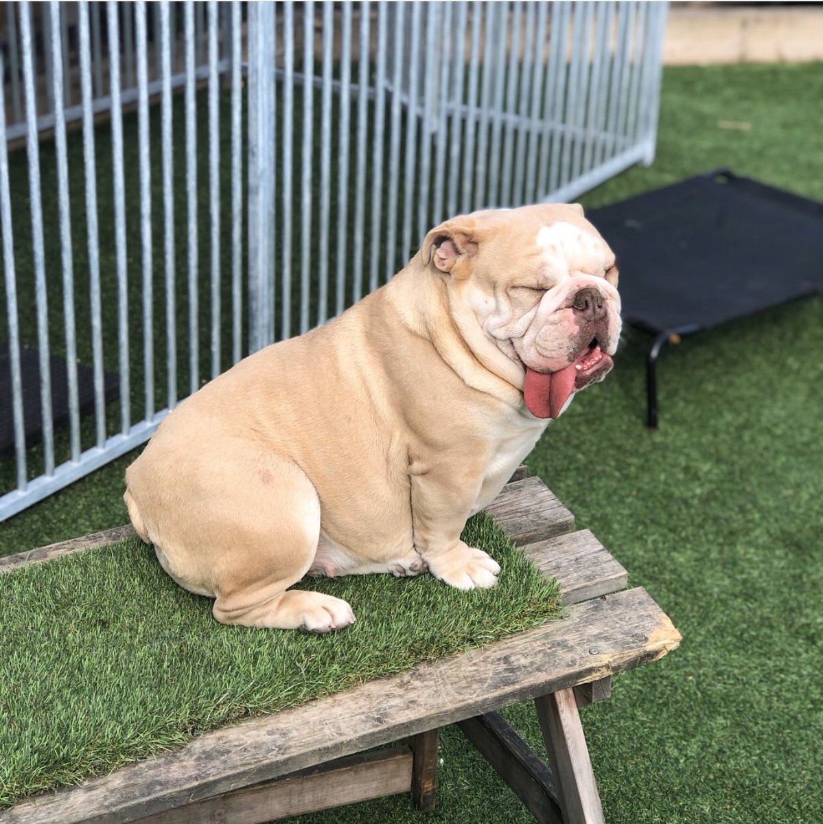 HocksBulls's tweet photo. Due to time and commitments and being busy with my other dogs I’m wanting make room and seeing if any would like to co/own lulu PM 🔥👍🏻 https://t.co/4gvj1O4VXb