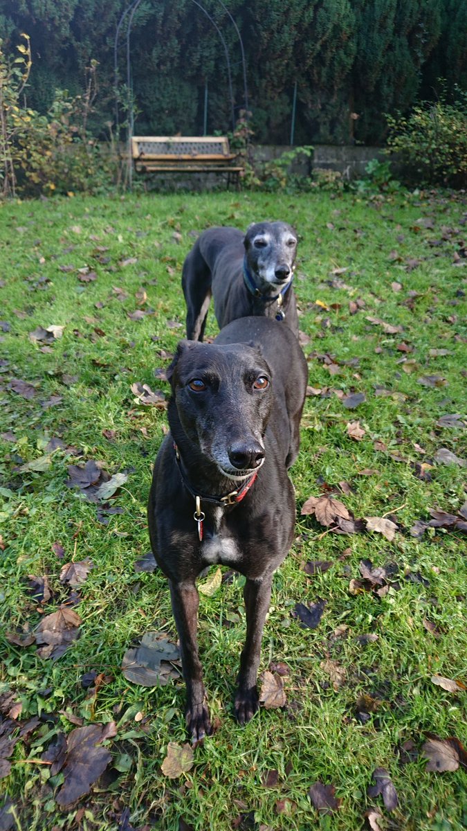 They really are the best dogs #givegreyhoundsachance
