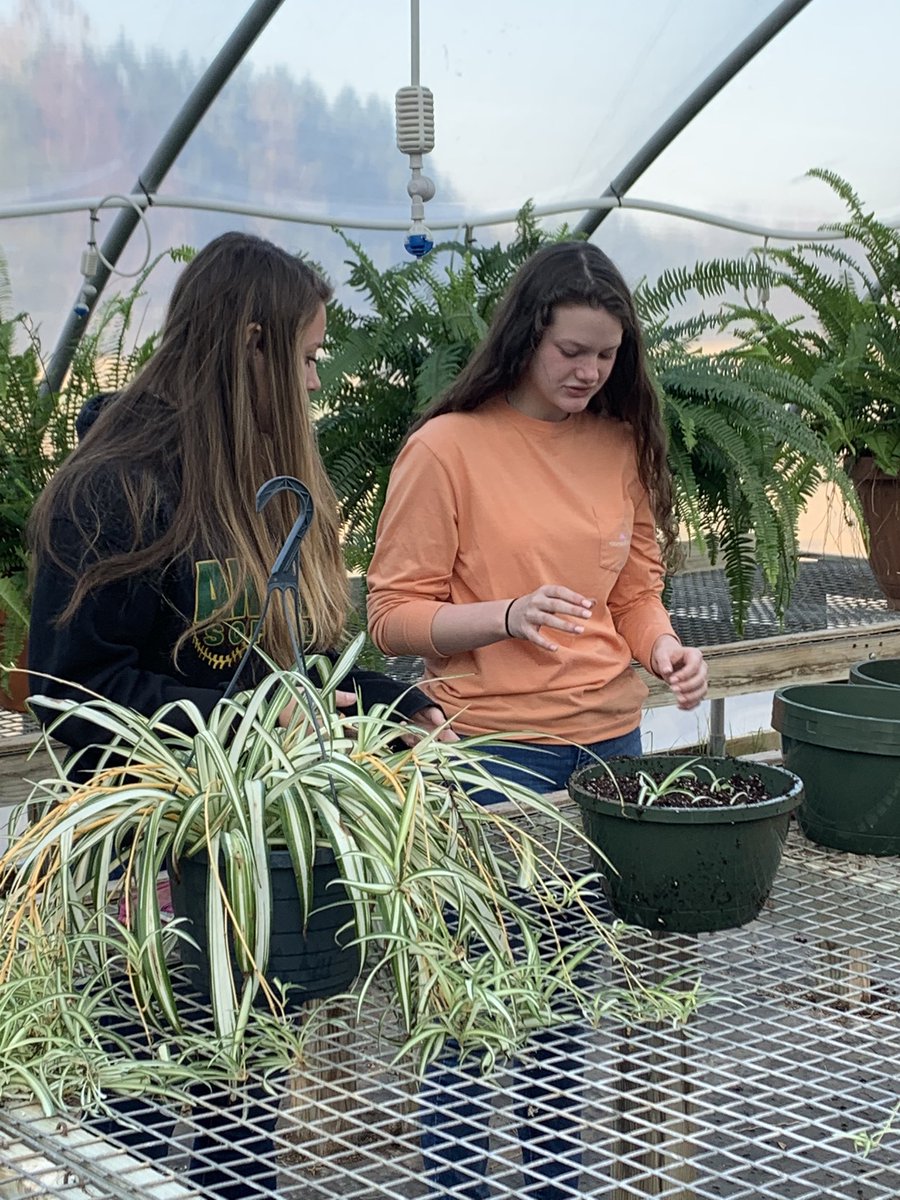 msease4's tweet photo. It’s cold outside, but we are nice and warm in the greenhouse! Hanging baskets are already being planted for the spring plant sale! Who’s ready for warm weather and pretty flowers?🙋🏼‍♀️ @AmeliaCountyHS https://t.co/gknfJlZOPE