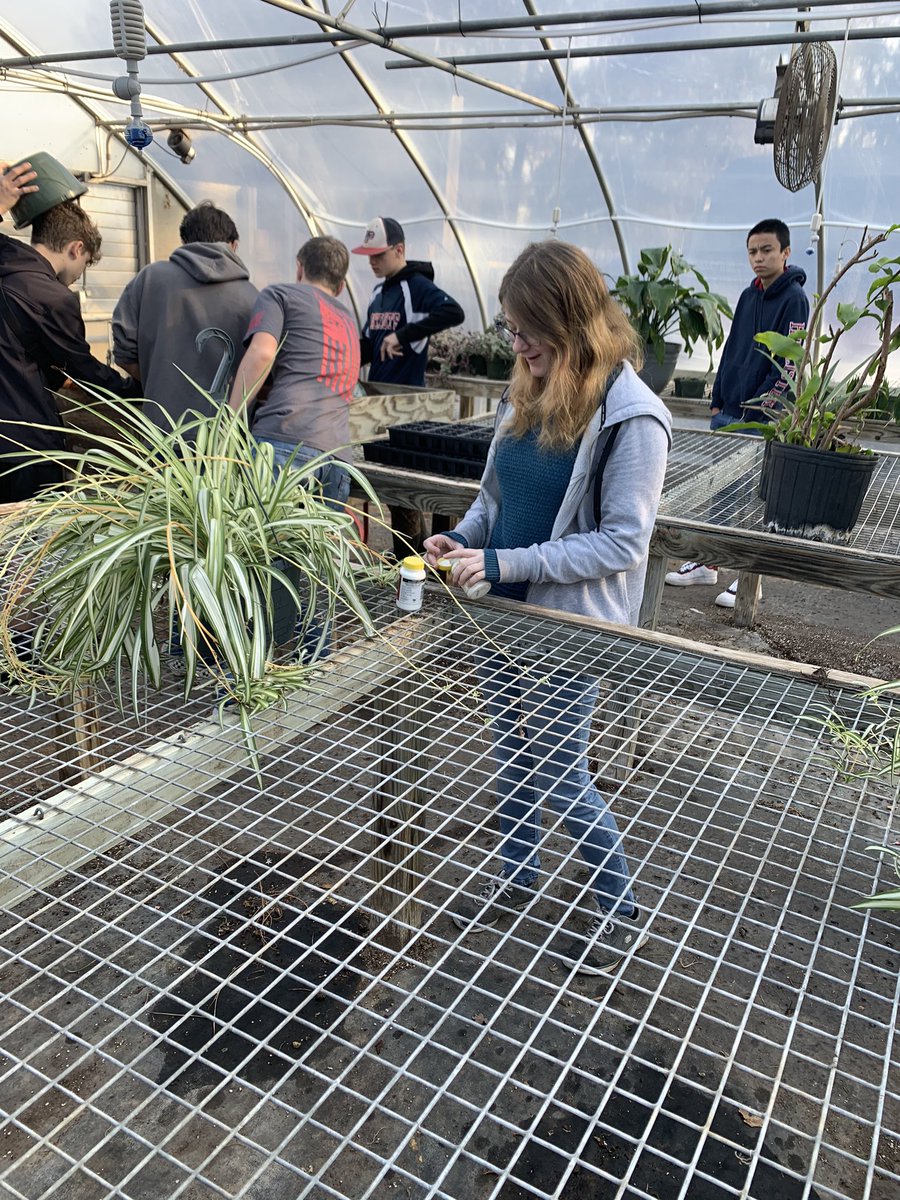 msease4's tweet photo. It’s cold outside, but we are nice and warm in the greenhouse! Hanging baskets are already being planted for the spring plant sale! Who’s ready for warm weather and pretty flowers?🙋🏼‍♀️ @AmeliaCountyHS https://t.co/gknfJlZOPE