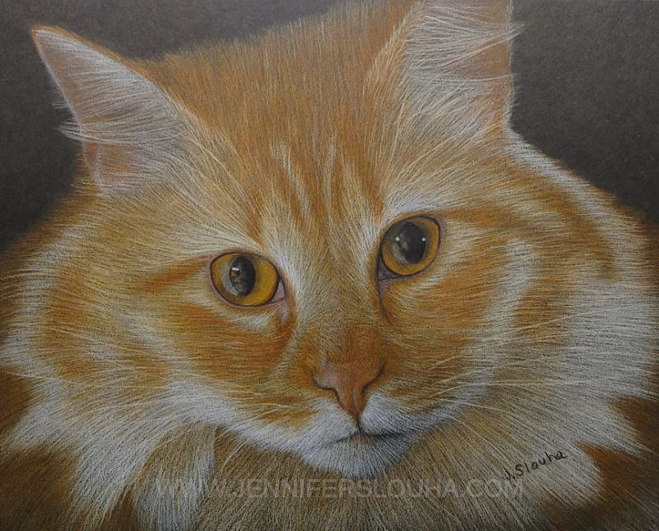 JenniferSlouha's tweet photo. I completed this drawing last month. "Barcelona" Faber-Castell Polychromos colored pencils on 8x10 inch Strathmore 400 series Artagain black drawing paper. #cat #catart #coloredpencil #drawing #pencilart  #ArtistOnTwitter #artwork #animalart #animalportrait https://t.co/HtZauyay4Z