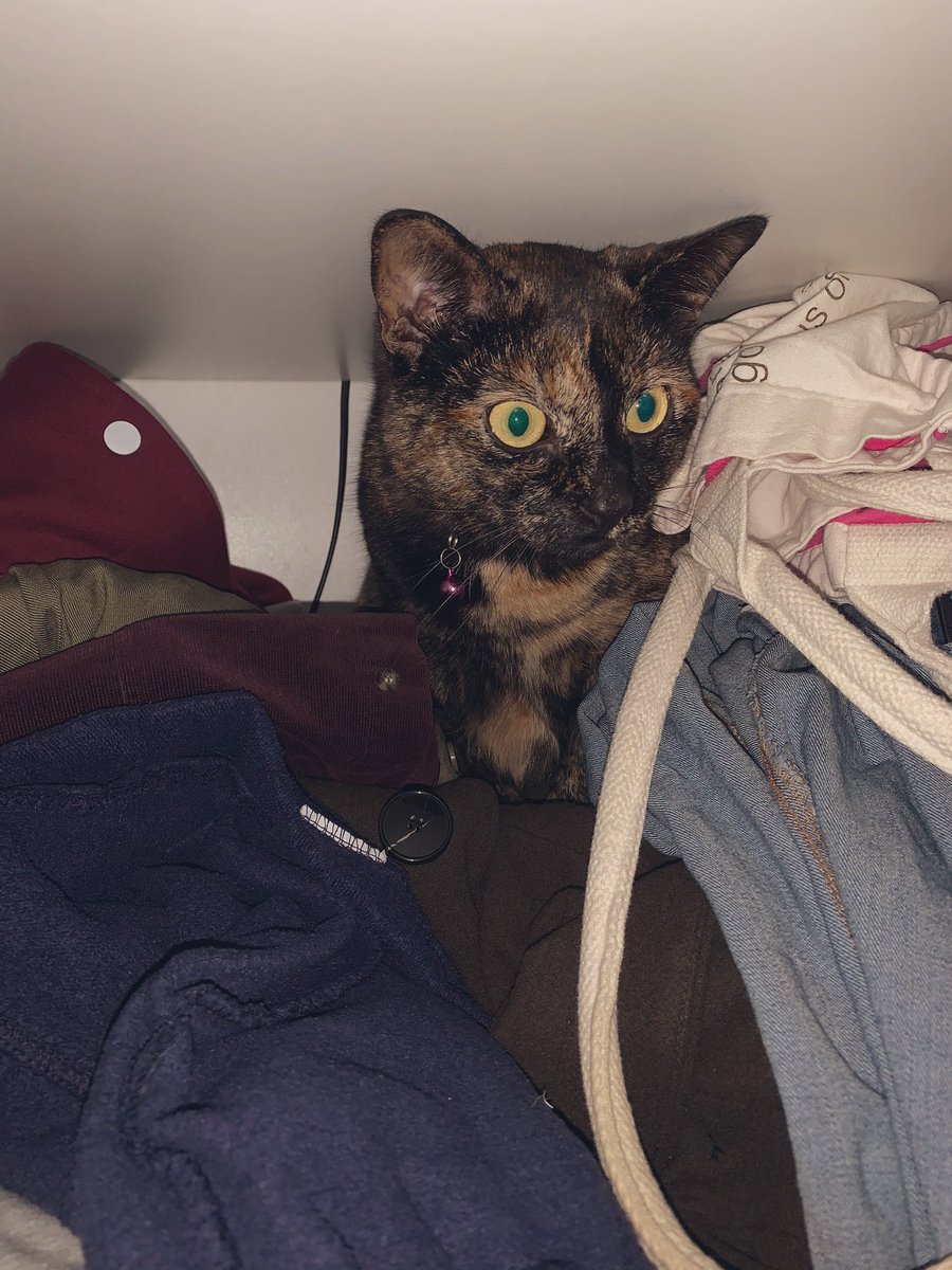 projectBPOL's tweet image. Cats... What can I say? (Excuse the pile of clothes, I'm yet to sort them properly!) 🐈