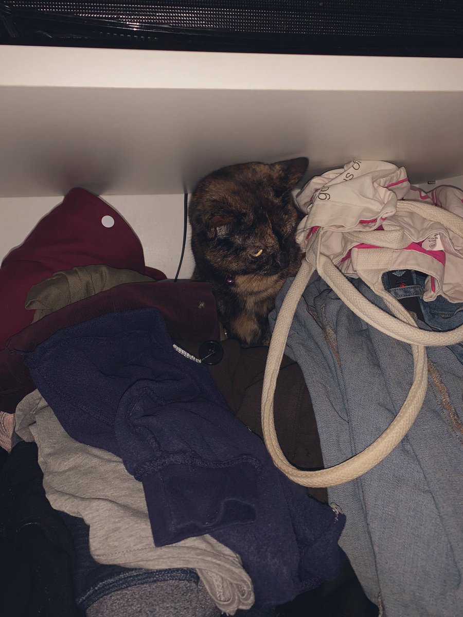 projectBPOL's tweet image. Cats... What can I say? (Excuse the pile of clothes, I'm yet to sort them properly!) 🐈