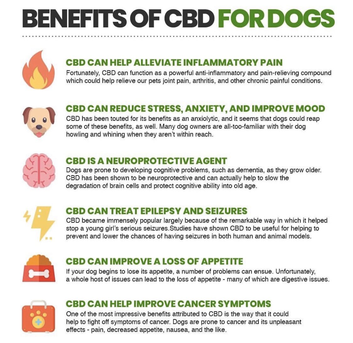 CBD is good for furry friends too 🐕