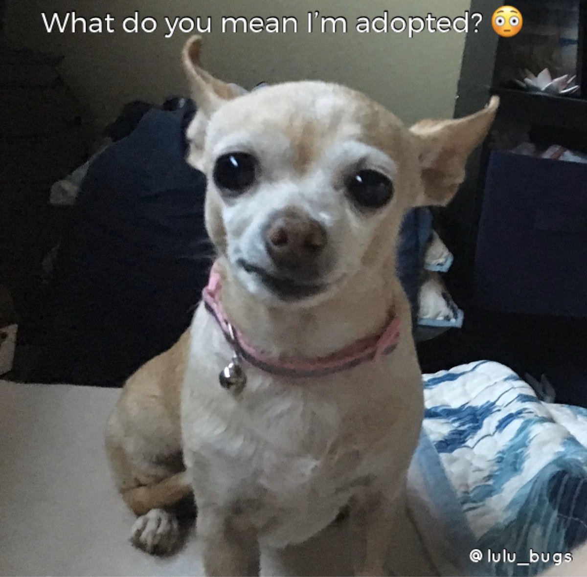 🐕🐾♥️
#lulubugs #lulubuginc #AdoptDontShop #chihuahua #dogsoftwitter #chihuahualife #famouschihuahua #rescuedismyfavoritebreed