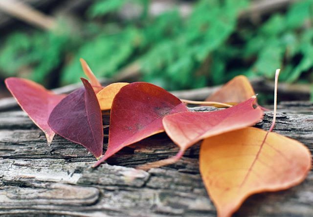 texiantea's tweet photo. things are pretty colorful around here! 
#igtexas #country_features #rural_living #mcl_rural #raw_country #renegade_rural 
#texasthroughherlens #trb_rural #nature_hippys_  #raw_depthoffield #raw_allnature #tv_fadingbeauty #filthyflora https://t.co/YcrHviOQ2G https://t.co/xAlfhE529E