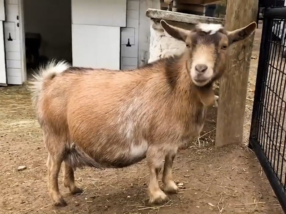 JustIngenious's tweet photo. @katebarstool I’m just so excited to see her kids! https://t.co/8YfdFHn5Rh