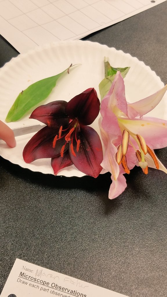 Students dissected flowers in science class to learn about plant structure and function. Thanks Blossom and Basket Boutique in Mt. Airy for the donations! <a href="/MtAiryMiddle/">Mt. Airy Middle School</a>