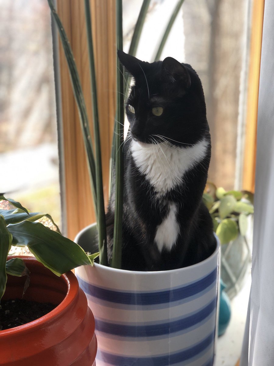 ZeekTheCat's tweet image. My favorite chair