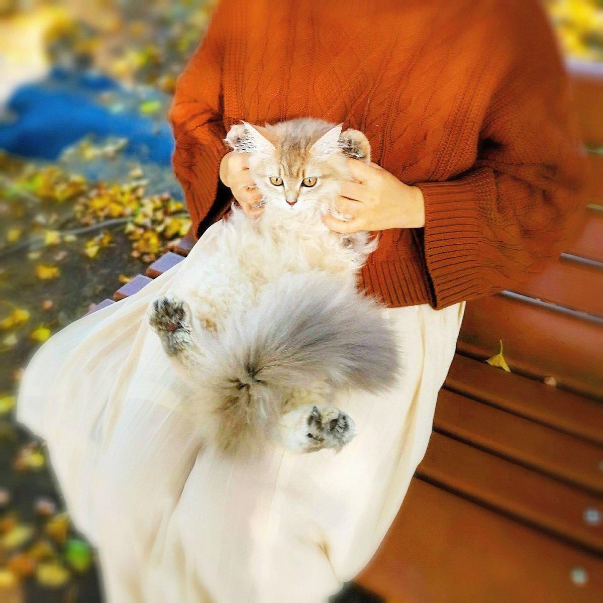 Pinkk04804962's tweet photo. Sooo cute and soft stomach🤯
おなか😍♥️😍♥️
やわらかいです🤯
✨😽↓YouTube↓😽✨初めました！
https://t.co/Kh0cdqN48D
.
.
#walkingcat #catsofinstagram #autumn #autumnleaves #散歩ねこ #東京写真部 #猫すたぐらむ #猫と暮らす家 #紅葉スポット #紅葉狩り #猫が好き #昭和記念公園 #紅葉2019 https://t.co/X3nfcMar31