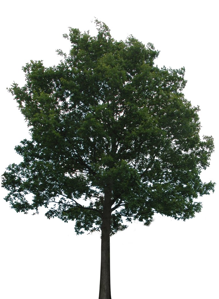 TerrorizingTree's tweet photo. @MrBeastYT @pxmonkee https://t.co/yhFuQsYxyC